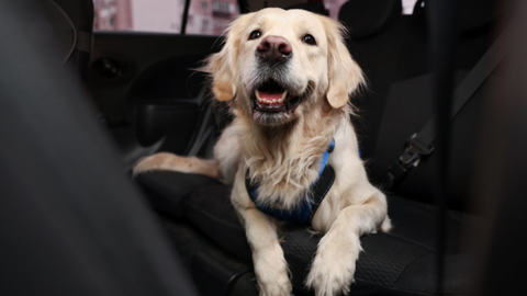 Single Sand/Pet Hair Removal - Compact SUV